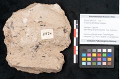 Foto (Objekt + Etikett) von Araucaria sternbergii Goeppert (NHMW-GEO-2024-0188-8278)